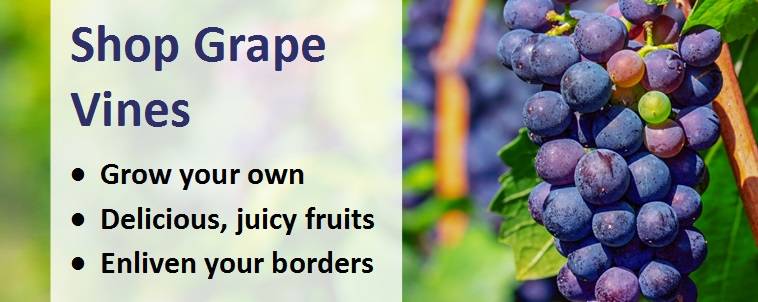 Shop grape vine banner